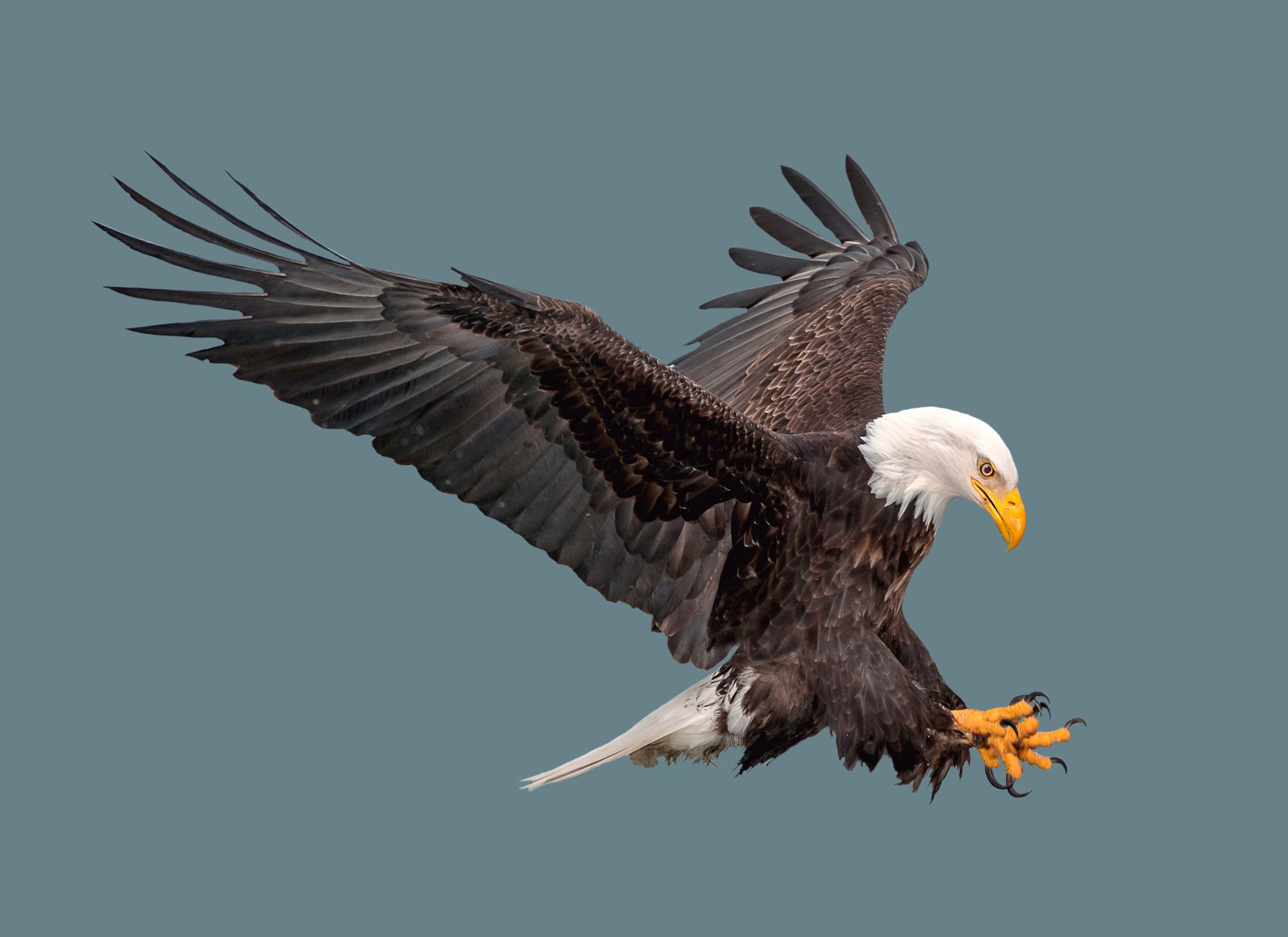 Many bald eagle sightings reported in Platte County -